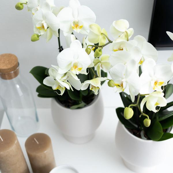 Kolibri-Orchideen | Weiße Phalaenopsis-Orchidee, Topfgröße – Jewel Ghent – ​​Topfgröße Ø12cm | blühende Zimmerpflanze - frisch vom Züchter