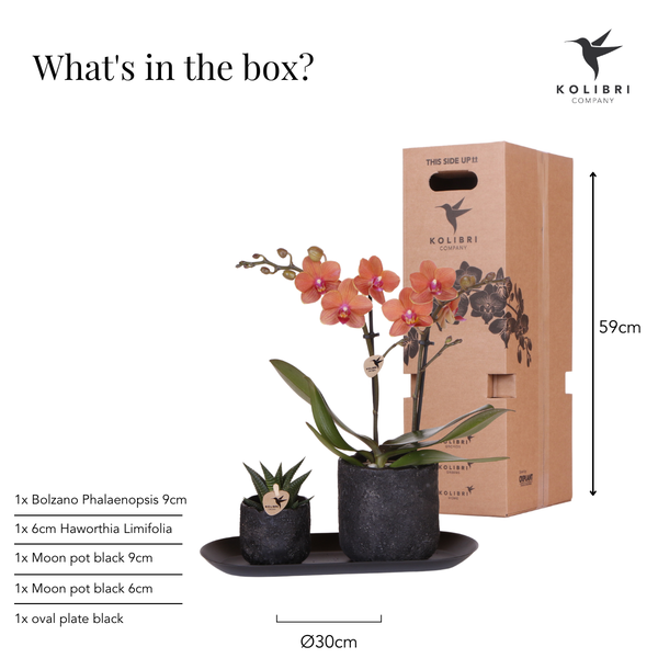 Hummingbird Company | Plant set Home Hub small | Orange Phalaenopsis Orchid Bolzano and Succulent incl. ceramic decorative pots on black tray