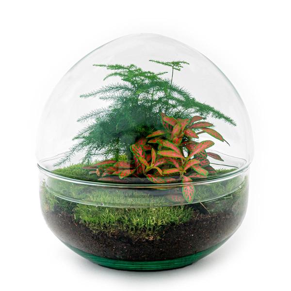 DIY terrarium - Dome Red - ↕ 20 cm