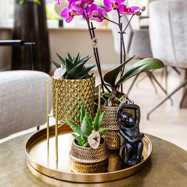 Firma Kolibri | Geschenkset Hotel Chic| Pflanzenset mit lila Phalaenopsis-Orchideen und Sukkulenten inkl. Dekotöpfen aus Keramik