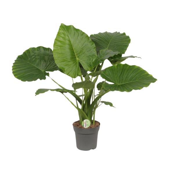 Alocasia Gageana Kalifornien - Ø21cm - ↕80cm