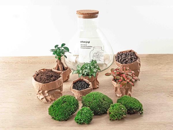 Sam XL Bonsai - DIY Terrarium - 32 cm hoch