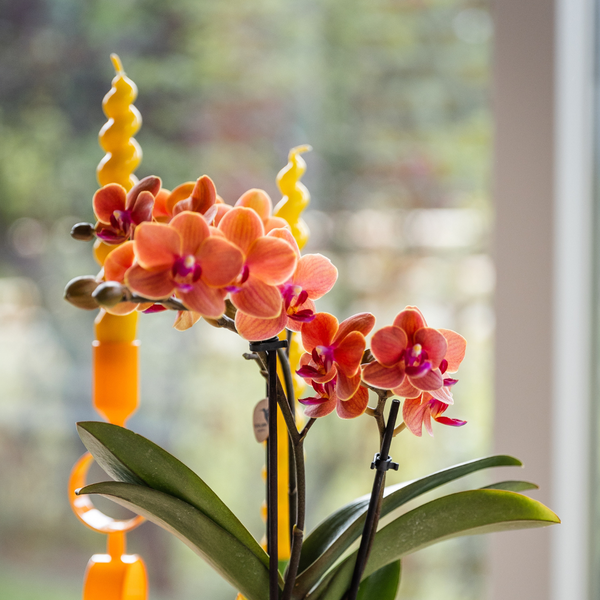 Kolibri-Orchideen | Orange Orchidee Bolzano + Seestern Dekotopf - Topfgröße Ø9cm | blühende Zimmerpflanze - frisch vom Züchter