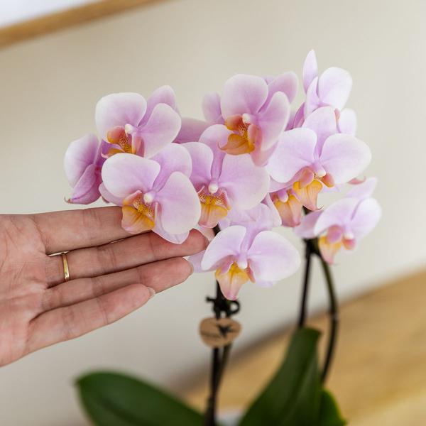 Kolibri-Orchideen | Rosa Phalaenopsis Orchidee – Andorra + Pastelltopf rosa – Topfgröße Ø9cm | blühende Zimmerpflanze - frisch vom Züchter