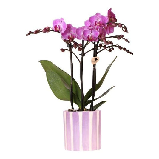 Kolibri Orchids | paarse phalaenopsis orchidee Vienna + Painted Stripe pot lila - potmaat Ø9cm | bloeiende kamerplant - vers van de kweker