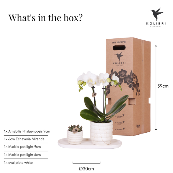 Hummingbird Company | Plant set Slow Living small | White Phalaenopsis Orchid Lausanne and Succulent incl. ceramic decorative pots on white organic tray