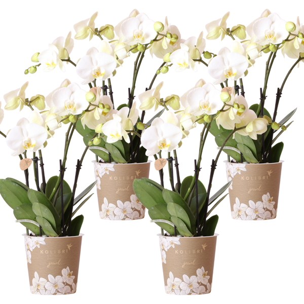 Hummingbird Orchids | COMBI DEAL of 4 white orchids - Ghent - pot size Ø12cm | flowering houseplant - fresh from the grower