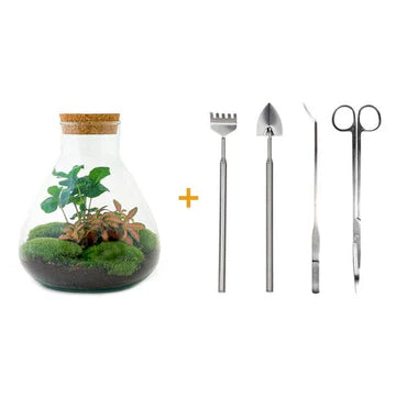 DIY terrarium - Sammie Coffea - ↕ 27 cm