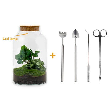 DIY-Terrarium - Milky Coffea mit Lampe - ↕ 31 cm