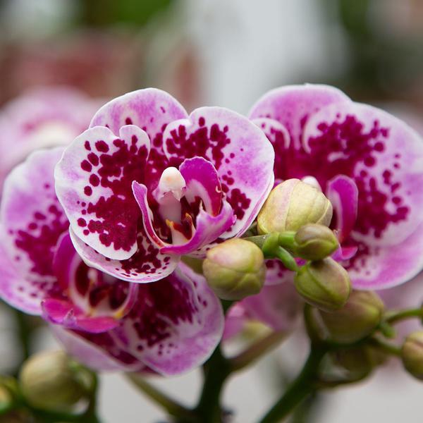 Kolibri-Orchideen | Rosa-violette Phalaenopsis-Orchidee – El Salvador – Topfgröße Ø9cm | blühende Zimmerpflanze - frisch vom Züchter