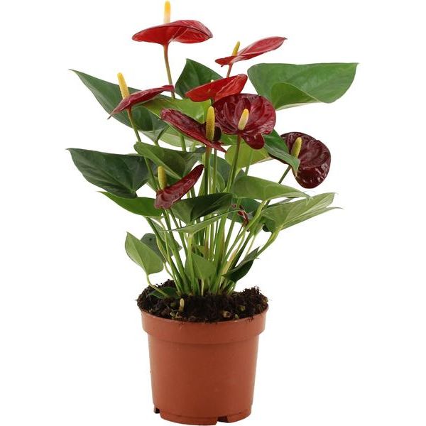 Anthurium Calon In Transparent Sleeve - Ø12cm - ↕36cm