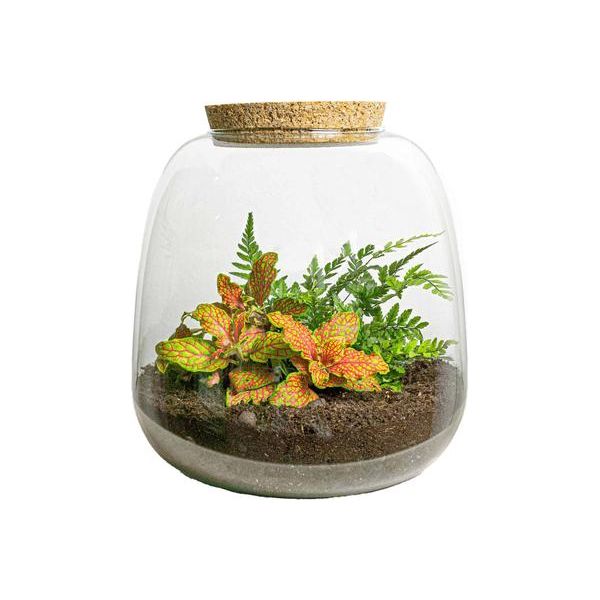 Plant terrarium - Emma Mini - DIY kit - ↑ 20 cm - Ø 19 cm - Fittona Ruby Lime