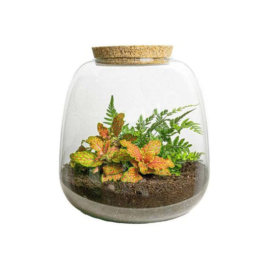 Planten terrarium - Emma Mini - DIY kit - ↑ 20 cm - Ø 19 cm - Fittona Ruby Lime