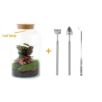 DIY-Terrarium - Milchige Calathea mit Licht - ↕ 31 cm