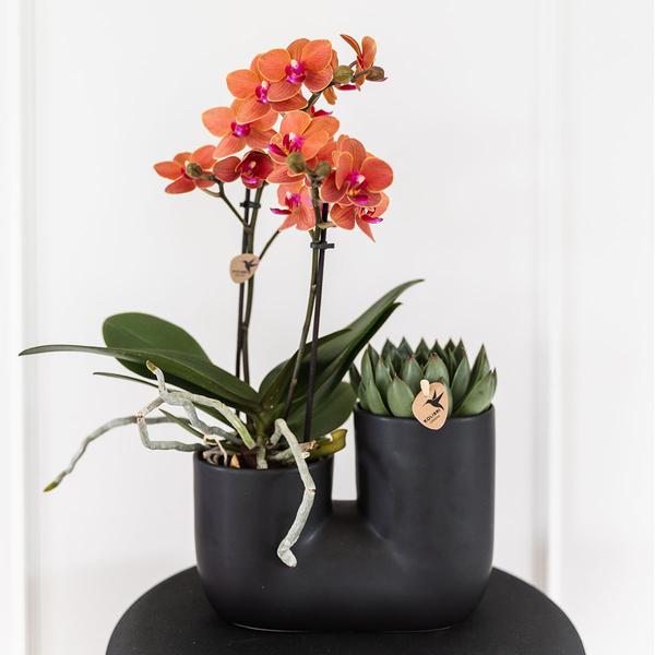 Hummingbird Home | Tube decorative pot - Black