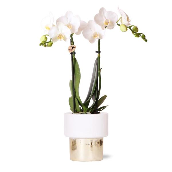 Hummingbird Orchids | white Phalaenopsis orchid - Amabilis + Lush pot - pot size Ø9cm - 35cm high | flowering houseplant - fresh from the grower