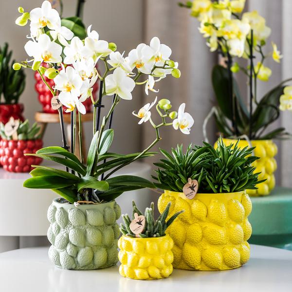 Kolibri-Orchideen | gelbe Phalaenopsis Orchidee – Mexico + Citrus Dekotopf grün – Topfgröße Ø9cm – 40cm hoch | blühende Zimmerpflanze im Blumentopf – frisch vom Züchter