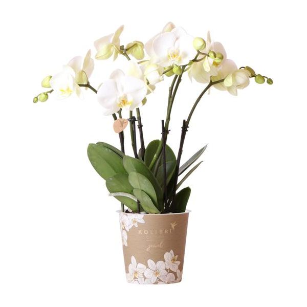 Kolibri Orchids | Witte Phalaenopsis orchidee potmaat - Jewel Ghent - potmaat Ø12cm | bloeiende kamerplant - vers van de kweker