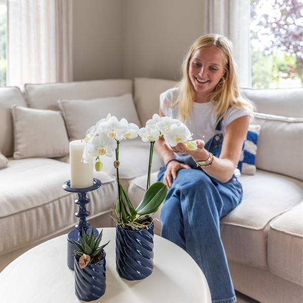 Hummingbird Orchids | Set of white orchid Amabilis and succulent in Candy decorative pots blue - pot size Ø9cm & Ø6cm | flowering houseplant - fresh from the grower