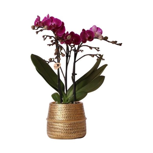 Kolibri Orchids | Paarse phalaenopsis orchidee - Morelia + Groove sierpot goud - potmaat Ø9cm - 35cm hoog | bloeiende kamerplant - vers van de kweker