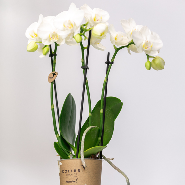 Hummingbird Orchids | white Phalaenopsis orchid - Amabilis - pot size Ø9cm | flowering houseplant - fresh from the grower