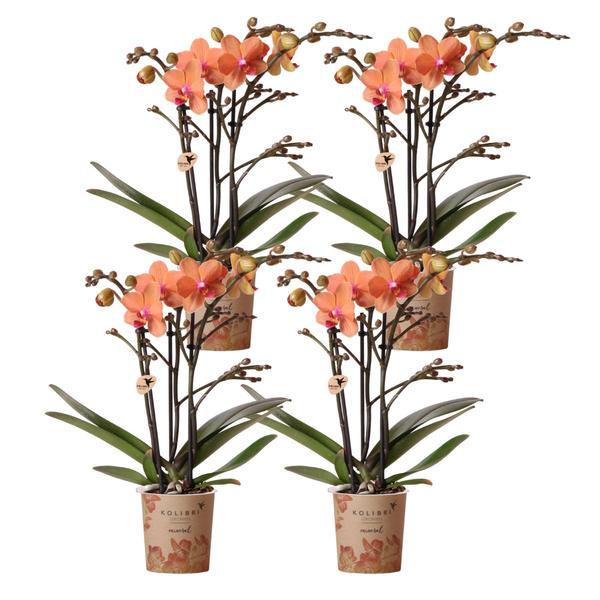 Hummingbird Orchids | COMBI DEAL of 4 orange Phalaenopsis orchids - Bolzano - pot size Ø9cm | flowering houseplant - fresh from the grower