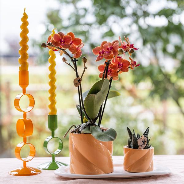 Hummingbird Orchids | Gift set Optimism small peach | Green plant with orange Phalaenopsis orchid in candy decorative pots on white organic tray