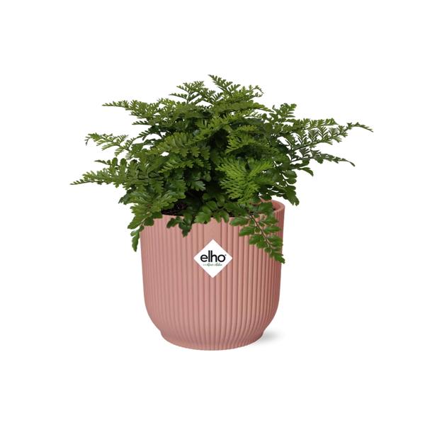 Asplenium Parvati in ELHO Vibes Fold 14cm roze