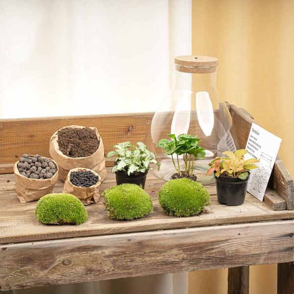 DIY terrarium - Sam Coffea with lamp - ↕ 30 cm