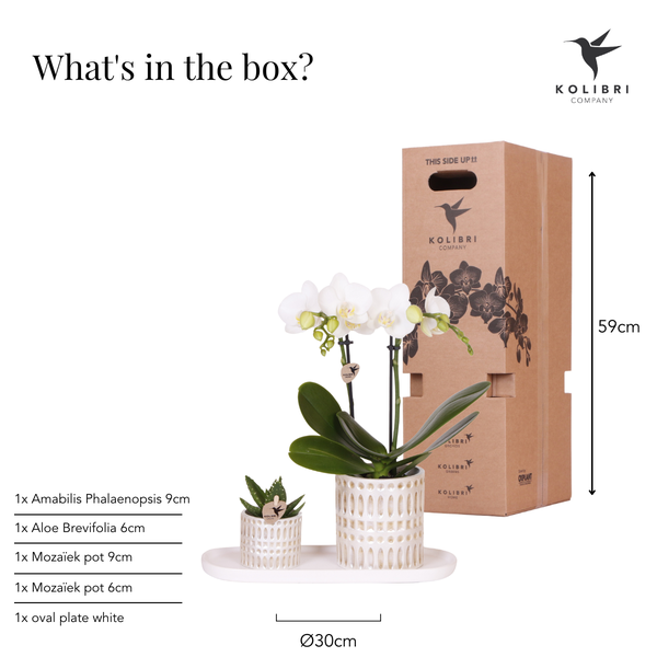 Firma Kolibri | Pflanzenset Le Chic klein | Weiße Phalaenopsis-Orchidee Amabilis und Sukkulente inkl. Dekotöpfen aus Keramik auf cremefarbenem Bio-Tablett