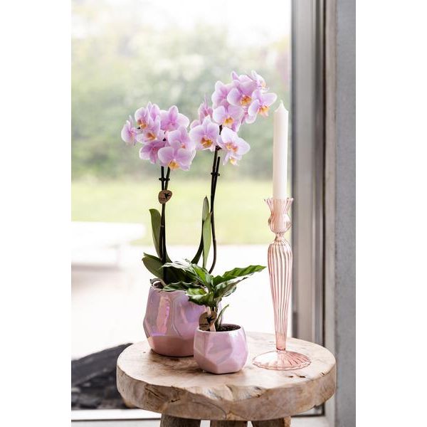 Kolibri-Orchideen | Rosa Phalaenopsis-Orchidee – Andorra – Topfgröße Ø9cm | blühende Zimmerpflanze - frisch vom Züchter