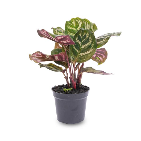 Calathea Makoyana - Peacock plant - Terrarium plant - Pot size 6