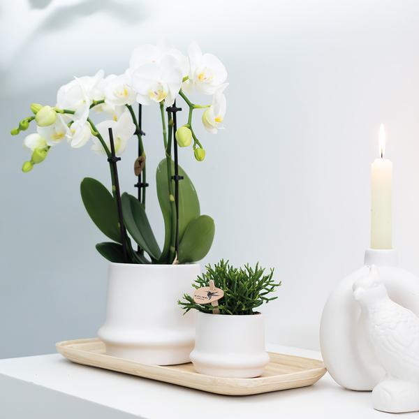 Hummingbird Orchids | white Phalaenopsis orchid - Amabilis - pot size Ø9cm | flowering houseplant - fresh from the grower