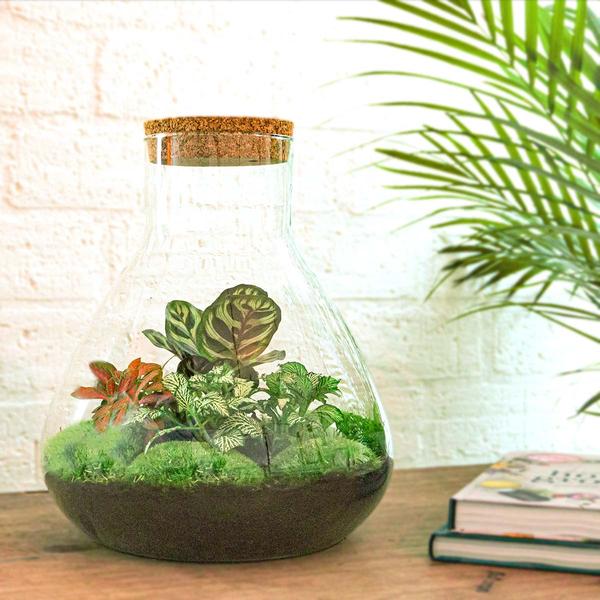 DIY terrarium – Sammie – ↕ 27 cm