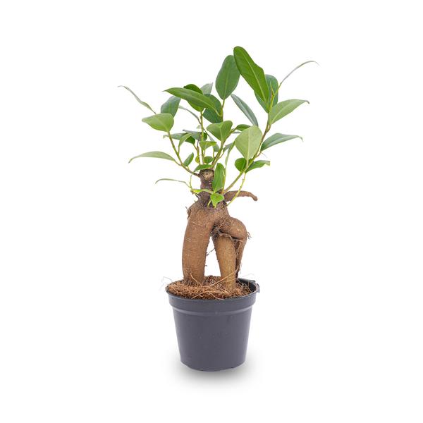 Ficus Ginseng bonsai - Microcarpa -  Potmaat Ø 6 cm