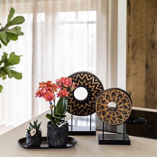 Hummingbird Company | Plant set Home Hub small | Orange Phalaenopsis Orchid Bolzano and Succulent incl. ceramic decorative pots on black tray