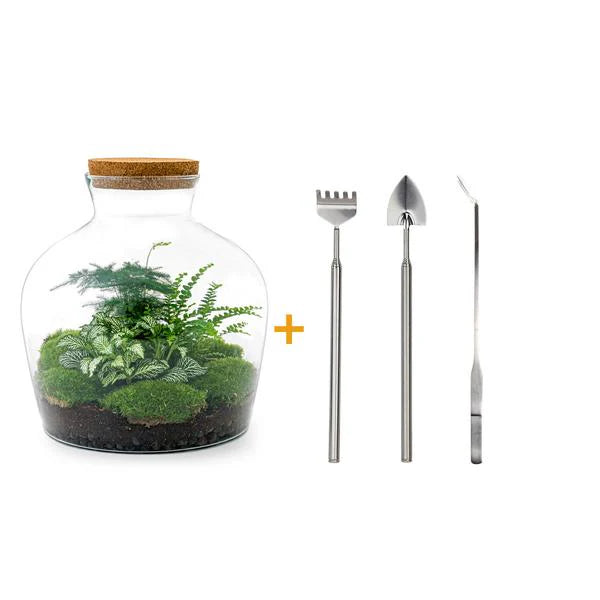 DIY-Terrarium - Fat Joe Green - ↕ 30 cm