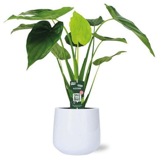 Alocasia Cucullata - Ø19cm - ↕55cm + Puglia Pot D21/23,5x21cm - Wit