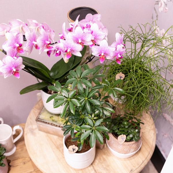 Hummingbird Orchids | Pink Phalaenopsis orchid - Mineral Rotterdam - pot size Ø9cm | flowering houseplant - fresh from the grower