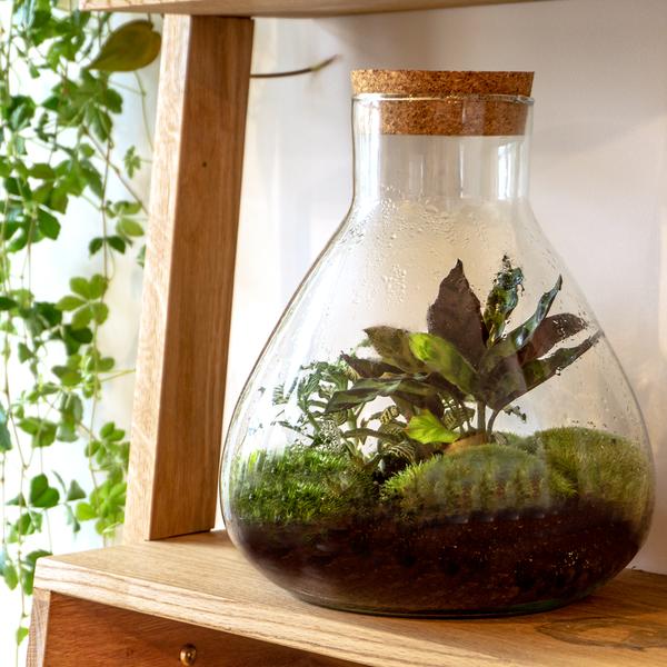 DIY Terrarium – Sammie – ↕ 27 cm