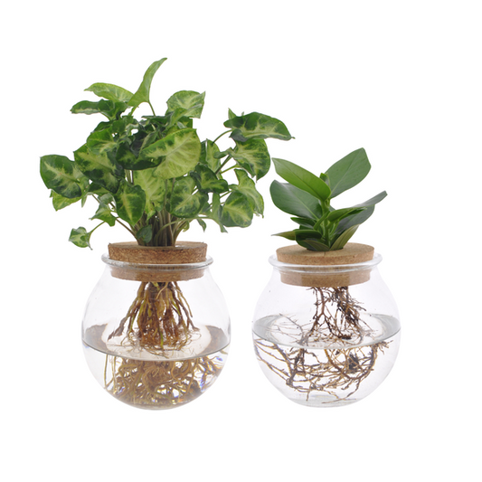 Kugelglas Duo Clusia/Syngonium Grün - 2 Stück - Ø12cm - ↕30cm