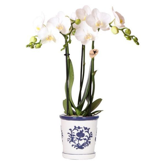 Kolibri Orchids | witte orchidee Amabilis + Malaga sierpot blauw - potmaat Ø9cm | bloeiende kamerplant - vers van de kweker