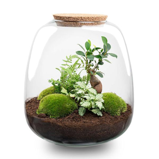 Plant terrarium - Emma - DIY kit - ↑ 25 cm - Ø 23 cm - Bonsai White