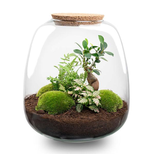 Plant terrarium - Emma - DIY kit - ↑ 25 cm - Ø 23 cm - Bonsai Pink