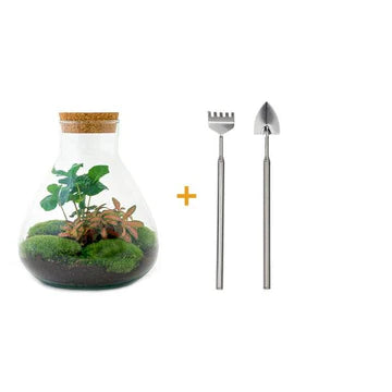 DIY-Terrarium - Sammie Coffea - ↕ 27 cm