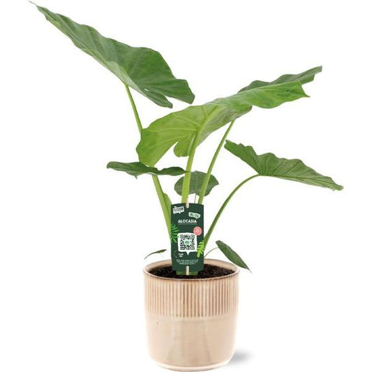 Alocasia Macrorrhiza - Ø19cm - ↕70cm + Terni Pot D20x20cm - Roze