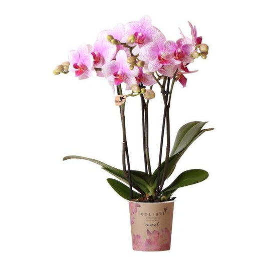 Kolibri-Orchideen | Rosa Phalaenopsis Orchidee – Mineral Rotterdam – Topfgröße Ø9cm | blühende Zimmerpflanze - frisch vom Züchter