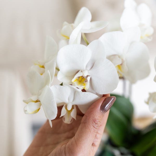 Kolibri-Orchideen | weiße Orchidee Amabilis + Malaga Dekotopf grün - Topfgröße Ø9cm | blühende Zimmerpflanze - frisch vom Züchter