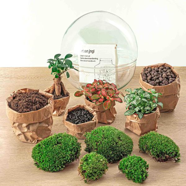 DIY terrarium - Dome XL - Ficus Ginseng Bonsai - ↕ 30 cm