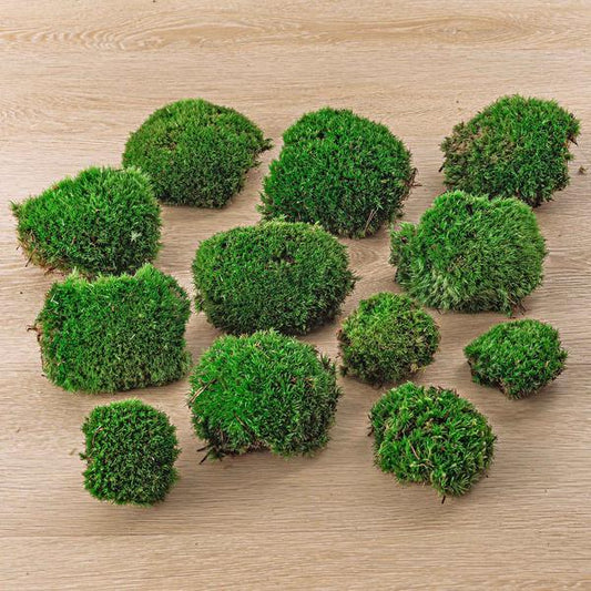 Live Cushion Moss - Premium Fresh Moss - 12 pcs (4 bags)